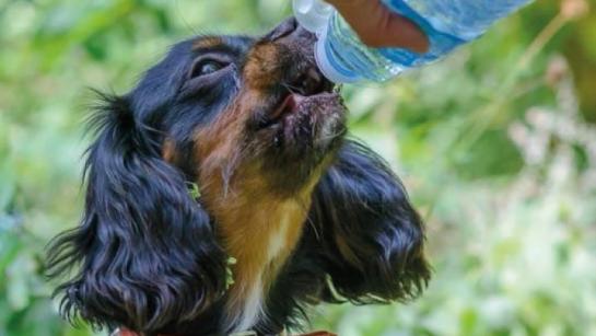 Hondje dat aan een flesje drinkt
