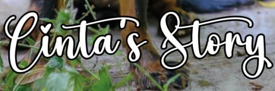 Logo Cinta-s-Story