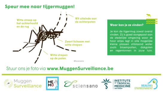 Foto van tijgermug met specificaties.