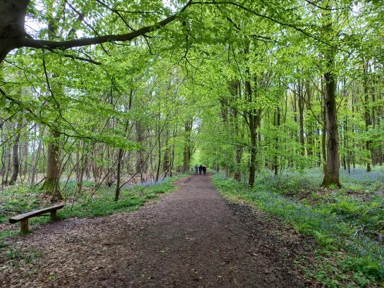 wandelweg met bomen