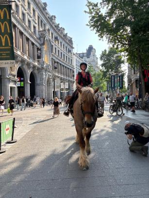 Paard en ruiter